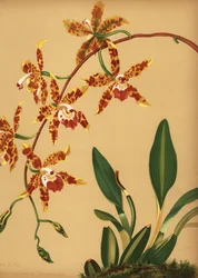 Tanssiva lady-orkidea, Oncidium spectabilis (Odontoglossum triumphans)